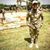 Ahmed Abd-elaziz's profile image