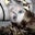 Carrie Susan's profile image