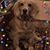 Karey Dillingham's profile image
