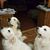 Denny N Mel Weaver's profile image