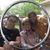 Denise Miceli Louise's profile image