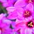 Cande Maya's profile image