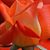 Rose Banales's profile image