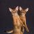 Suzie Kidder's profile image