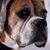 Isabella Foster's profile image