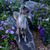 Suzi Romine's profile image