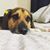 Allison George-Dillard's profile image
