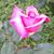 Marial Bennett Sanders's profile image