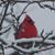 Stone Catcherye's profile image