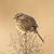 Ellen Luning's profile image