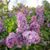 Shirley Moench's profile image