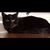 Jamie Valcourt's profile image