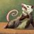 Stefanie Guindon-Hjermstad's profile image