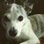 Amy Elizabeth Marino's profile image