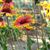 Lynnette Harrison's profile image