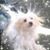 Pamela Lange's profile image