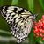 Mica Glaser Jones's profile image