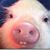 Matthew Echeverria's profile image