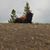 Ali Thompson Falkenrath's profile image