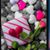 Rose Anthony's profile image