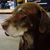 April L Strohmayer-Lee's profile image