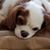 Dori Stuart Dibble's profile image