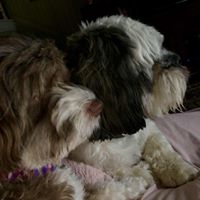 Angel Coyle's profile image