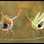 Peggy Pascoe's profile image