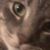 Linda Laffey Gewecke's profile image