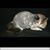 Traci Guthrie Olson's profile image