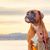 Ken De Chopard's profile image