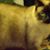 Susan Gaddie's profile image
