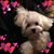 Ali Wierda's profile image