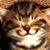 Penny Schacht's profile image