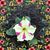 Laura Meininger's profile image