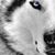 Denise Schueler's profile image