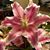 Dianne Combs Daniels's profile image