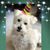 Karen Cottle Macalintal's profile image