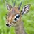 Derek Bearteeth's profile image