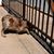Wilder Attilio Giolivi's profile image
