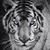 Kevin Owsley's profile image