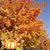Mindy Harrison Garrett's profile image