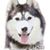 Suri Hsu's profile image