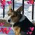 Tamyra A. Wallace's profile image