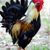 Darlene Isham's profile image