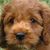 Betsy Landau Pershing's profile image