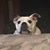 Julie Pisano's profile image