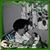 Cindy Mroczka Berezwick's profile image