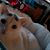 Melissa Hevel's profile image