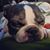 Laura DeCoste's profile image
